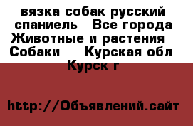 вязка собак русский спаниель - Все города Животные и растения » Собаки   . Курская обл.,Курск г.